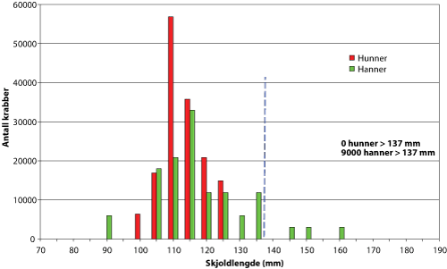 Figur 2.5 Estimert bifangst av kongekrabbe øst for 26°Ø i torskegarn i 2005 (280 000 krabber), med lengdefordeling for hunn- og hannkrabber
