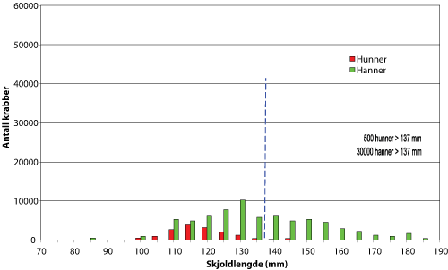 Figur 2.6 Estimert bifangst av kongekrabbe øst for 26°Ø i rognkjeksgarn i 2005 (86 000 krabber), med lengdefordeling for hunn- og hannkrabber