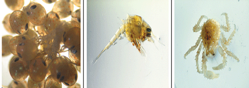Figur 3.2 Foto av egg: Celeste Leroux, Alaska King Crab Research and Rehabilitation Program, Alaska Sea Grant. Foto av larve og liten krabbe: B. Damsgård, Fiskeriforskning.