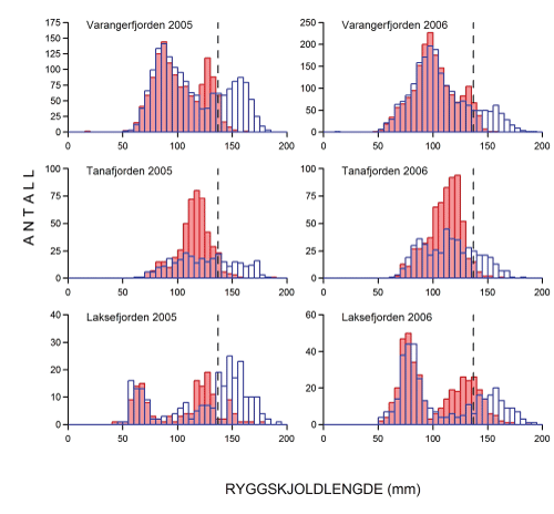 Figur 3.8 Størrelsesfordeling hos kongekrabbe i Varanger, Tana og Laksefjord i 2005 og 2006. Røde søyler viser hunnkrabber, åpne søyler viser hannkrabber. Stiplet linje angir det norske minstemålet på 137 mm skjoldlengde