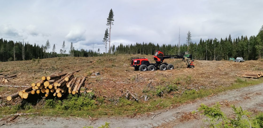 Hogstflate med hogstmaskin Brøttum