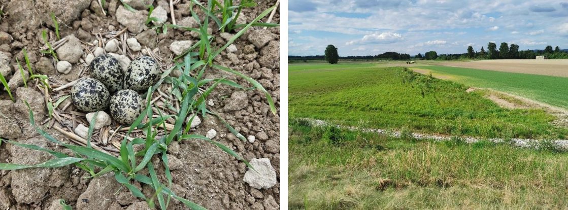 vipeareal og vipeegg Grue og Kongsvinger