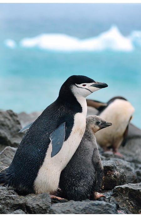 Figur 2.8 Ringpingvinen er den andre pingvinarten som hekker på Bouvetøya, med om lag 400 individer.
