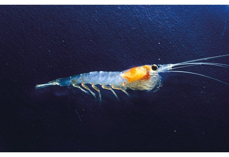 Figur 5.1 Krill er en nøkkelart i de antarktiske økosystemene, og er en av de artene som forvaltes under CCAMLR.