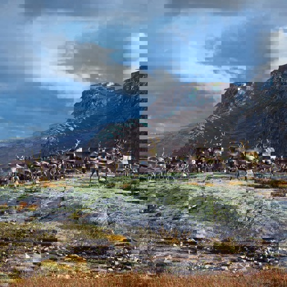 Rein fra Jotunheimen er nå en beskyttet geografisk betegnelse.