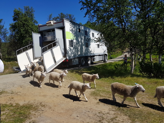 Flytting av dyr til nye beiter.