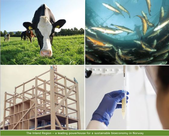 Vår visjon: Innlandet – et ledende kraftsentrum for bærekraftig bioøkonomi i Norge.
