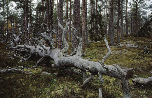 Figur 3.2 Gammel skog med døde trær er levested for
 hundrevis av truede arter