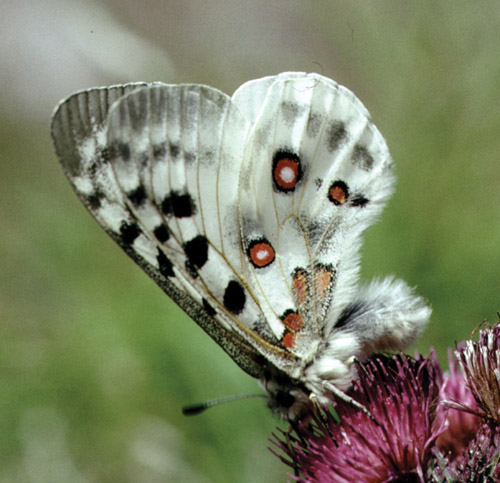 Figur 4.2 Apollosommerfuglen er en av våre vakreste sommerfugler.
 Den er på rødlista over truede og sårbare
 arter under kategorien sårbar