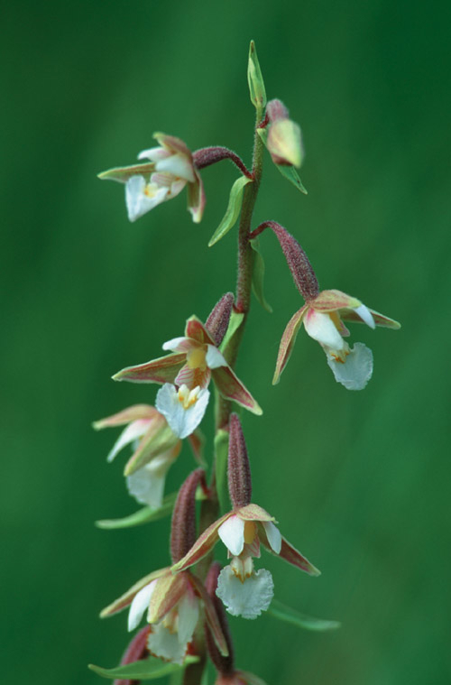 Figur 4.3 Myrflangre er registrert i rødlista som en truet art