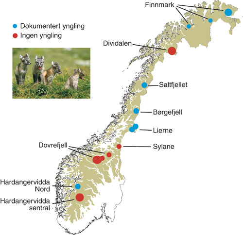 Figur 4.6 Fjellreven er klassifisert som «direkte truet» på den
 nasjonale rødlista over truede arter. Det er færre
 enn 50 voksne fjellrever igjen i Norge (utenom Svalbard). Bestanden
 har ikke tatt seg opp etter fredningen i 1930, og arten har i de
 sene...