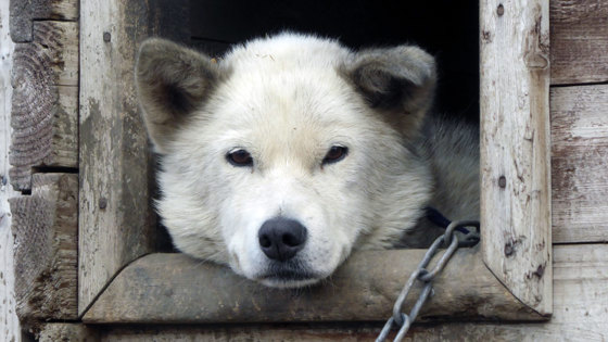 Sledehund i Longyearbyen. 