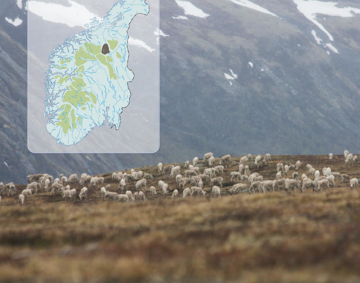 Forsidefoto: Ingrid Sønsterud Myren, Norsk villreinsenter