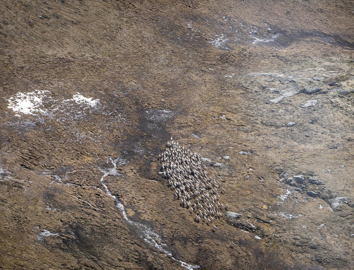 Foto: Karina Gjerde Norsk villreinsenter