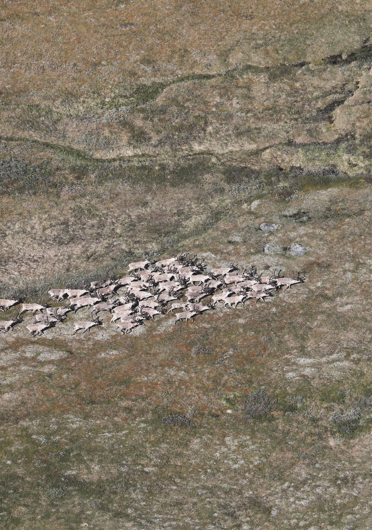 Foto: Roy Andersen. Norsk villreinsenter