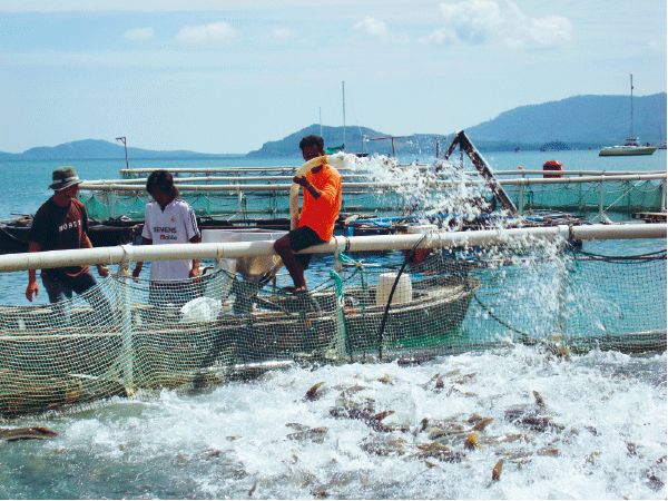 Figur 12.2  Norsk kunnskap og kompetanse kan spille en verdifull rolle i andre lands utvikling av egen sjømatnæring. 