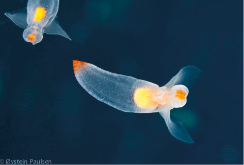 Figur 5.5 Plankton, hvalåte Clione Limacina (havengel).