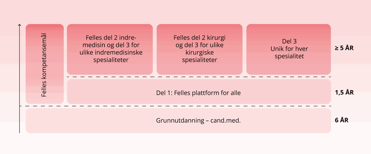 Figur 7.2 Grunn- og spesialistutdanning for leger