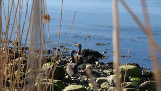 Gjess i vannkanten på en strand med store steiner