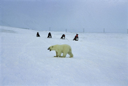 Figur 6.4 Isbjørn og snøscooter
