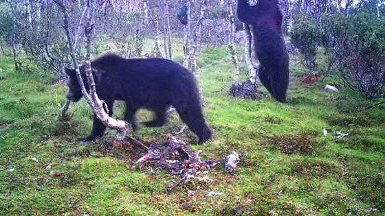 Bjørn fanget opp på viltkamera i Nesseby høsten 2015.