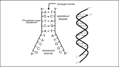 Figur 3.1 DNA-arvestoffmolekylet