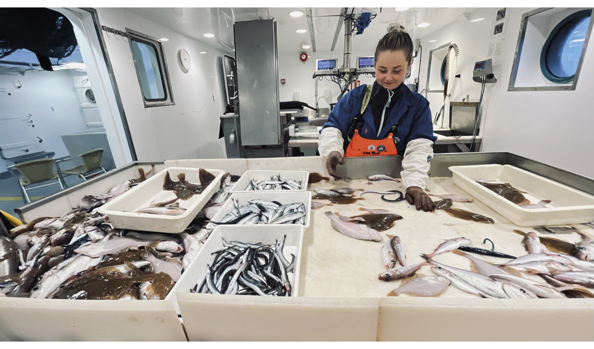 Figur 2.4 Ine Moksness sorterer fangsten på forskingstokt i Nordsjøen.