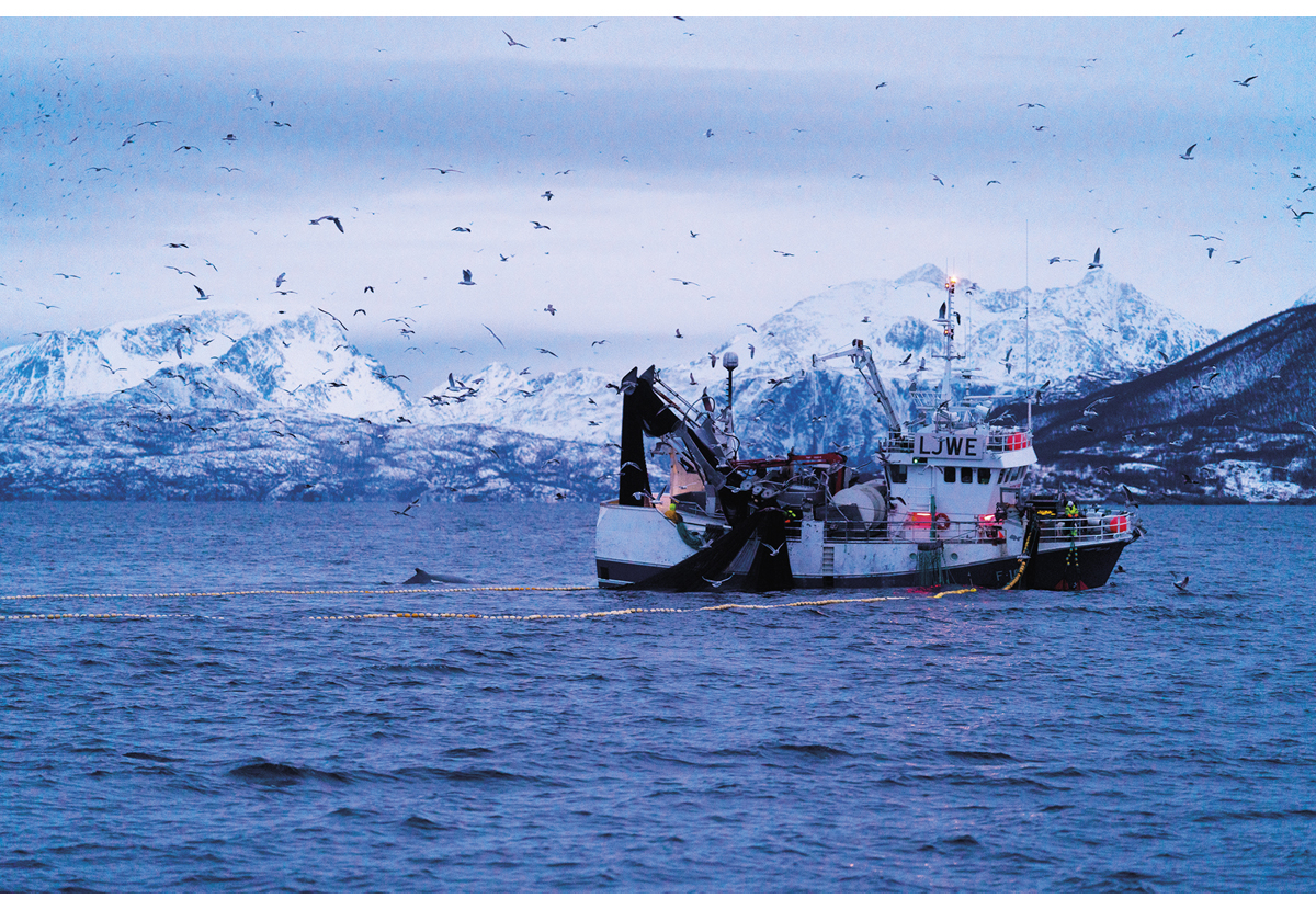 Figur 3.6 Sildefiske på Kvænangen.