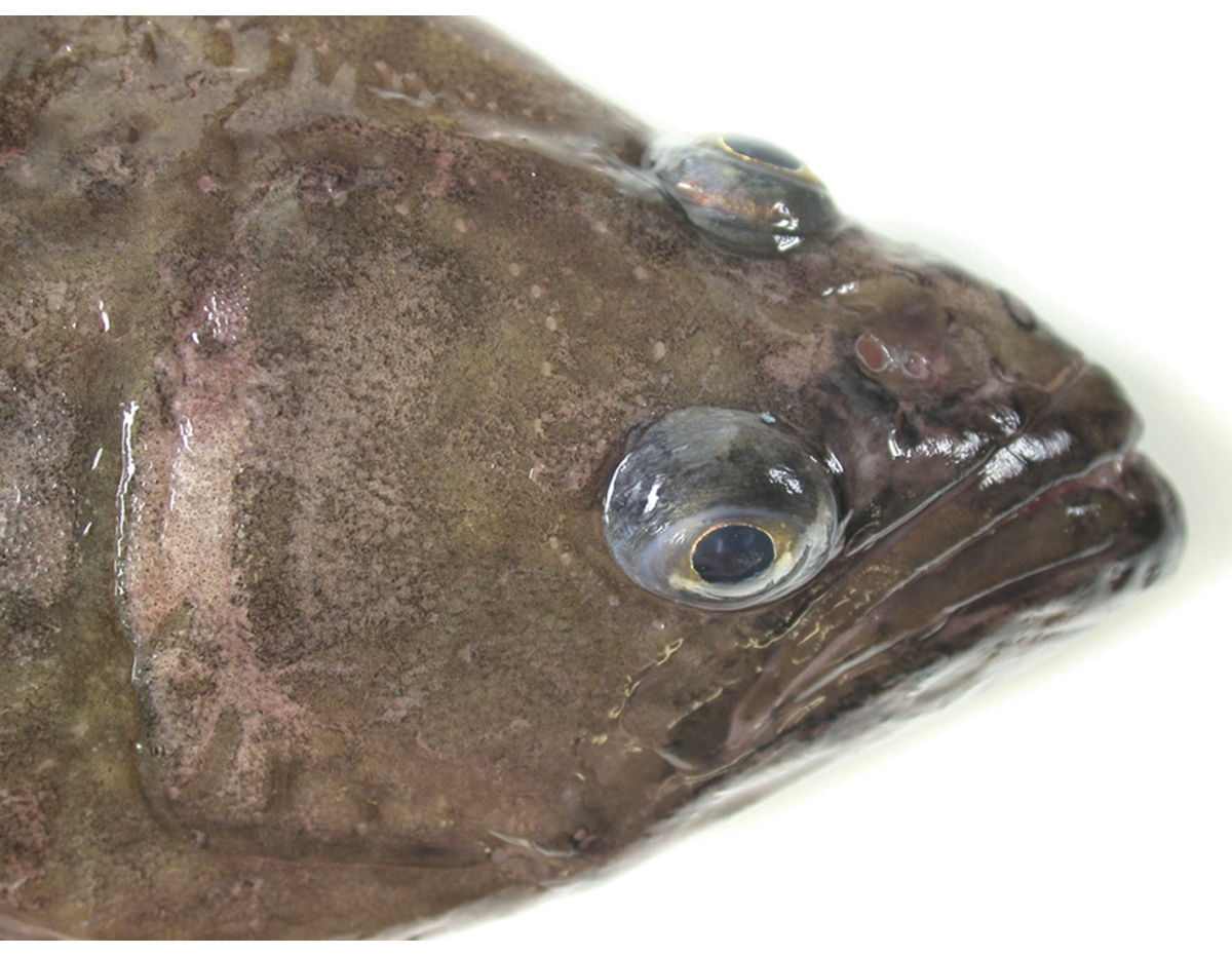 Figur 4.14 Blåkveite