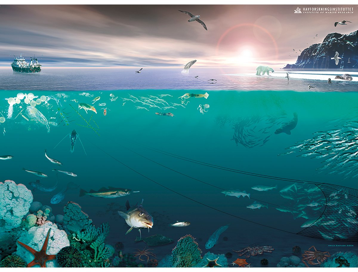 Figur 4.2 Økosystemet i Barentshavet.
