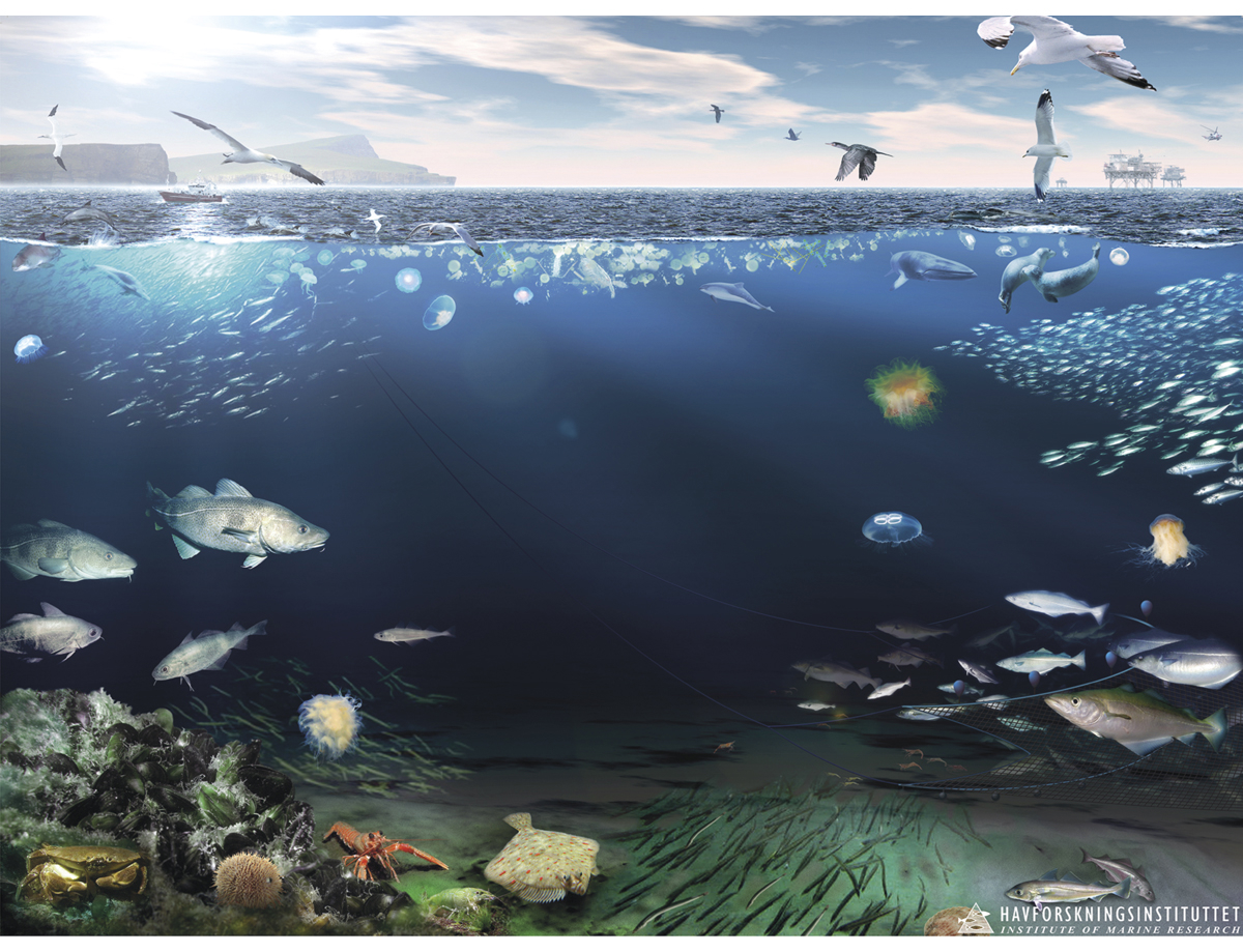 Figur 4.37 Økosystemet i Nordsjøen og Skagerrak.
