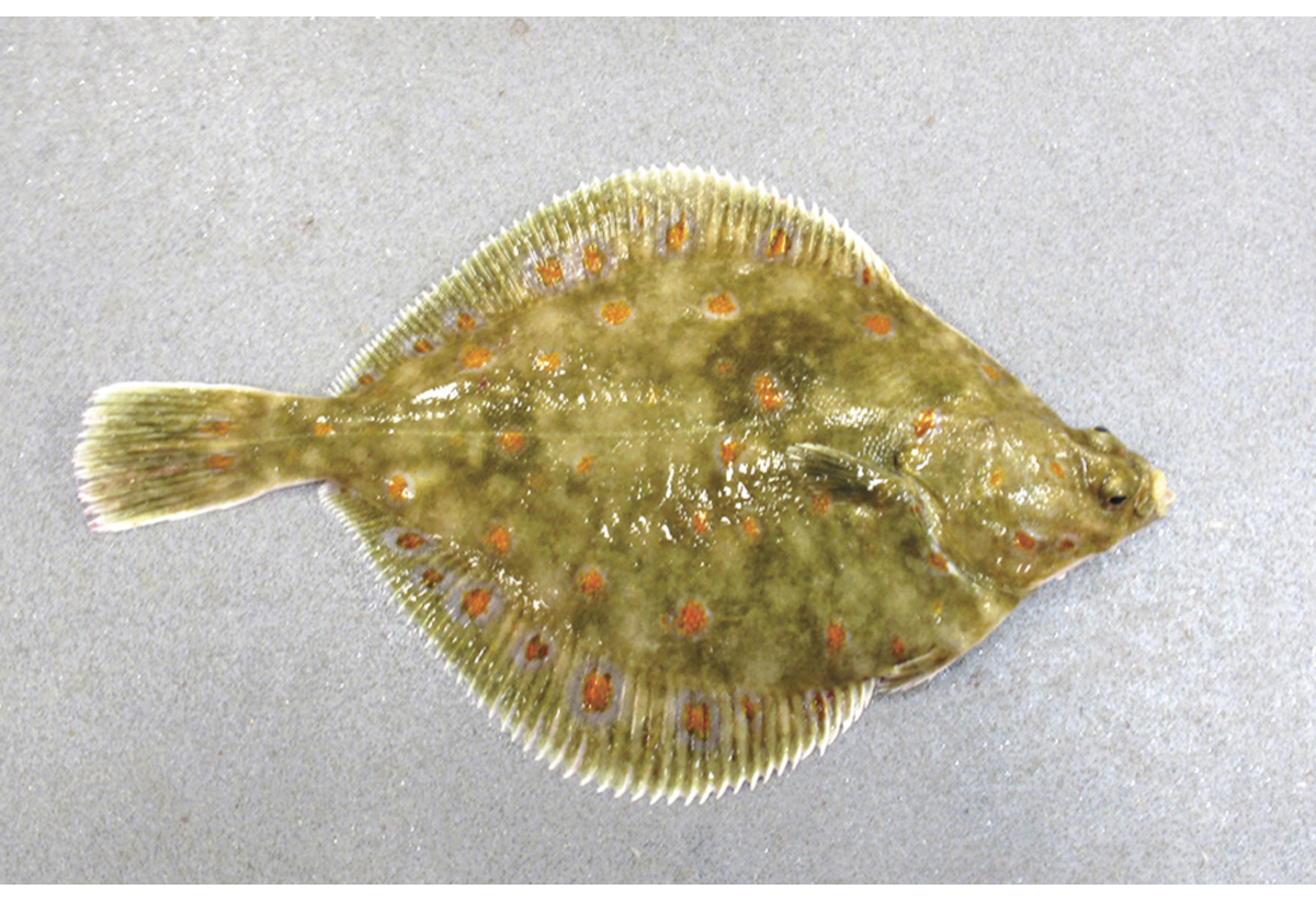 Figur 4.54 Raudspette