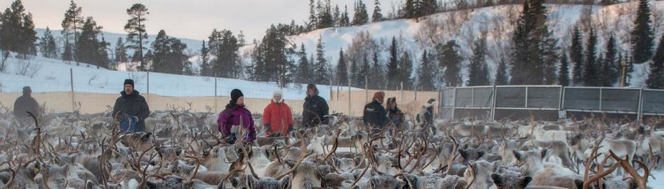 Tamrein i innhegning.