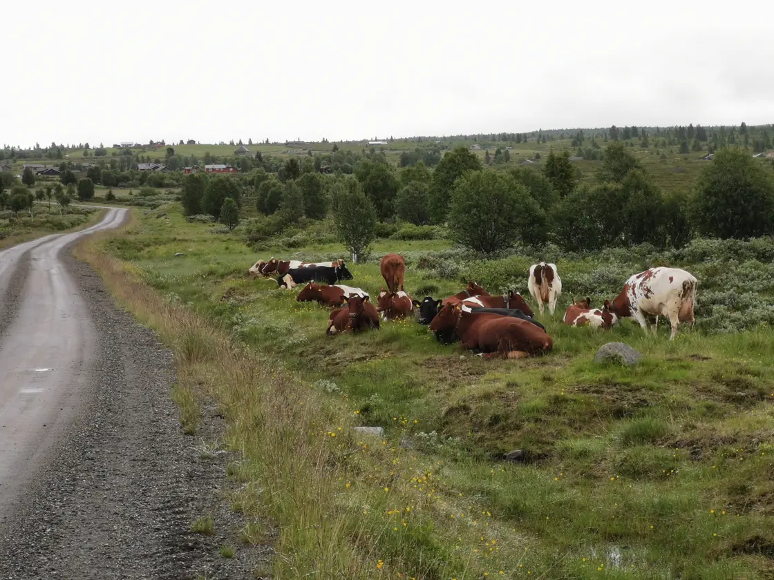 Mjølkekyr på Stølsvidda i Valdres