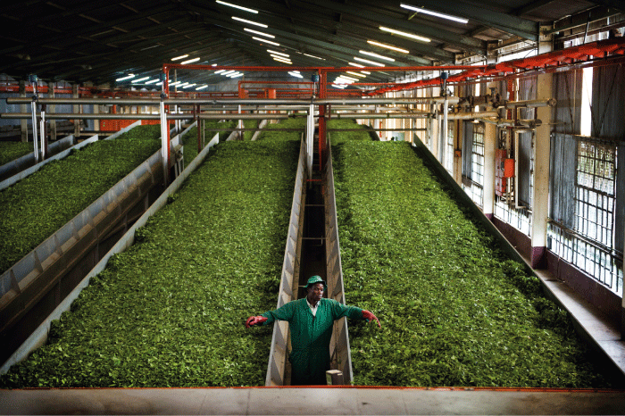 Figure 5.5 Quality control at a tea plantation in Kenya. Thanks to modern quality control systems, Kenyan tea has achieved a good position in the international market.