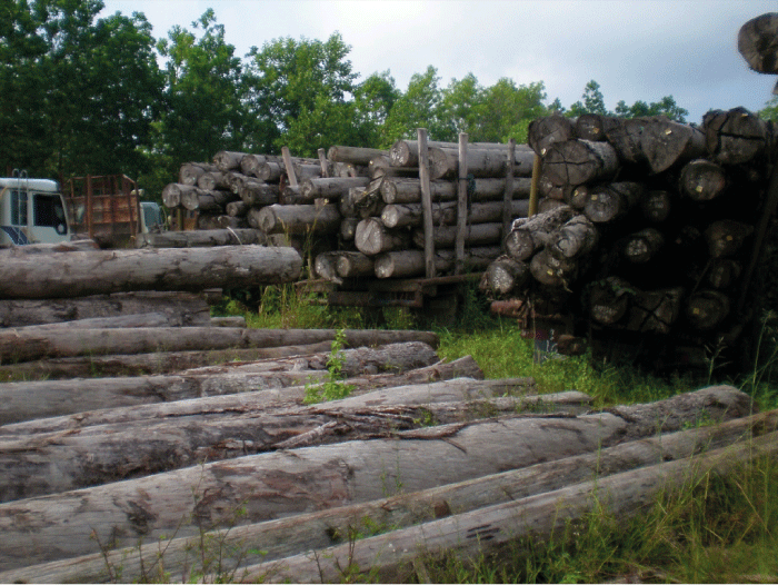 Figure 5.7 Illegal logging contributes to deforestation, undermines sustainable development and drains large revenues from the country of origin. 