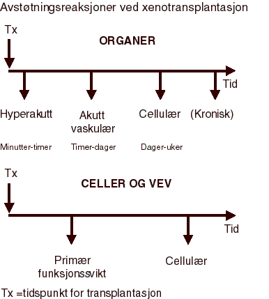 Figur 4.1 De immunologiske avstøtningsreaksjonene ved xenotransplantasjon av hele organer skiller seg i prinsipp ikke særlig fra de vi kan se ved allotransplantasjon. De utløses av reaksjoner mellom mottakerens blod og cellene som dekker innsiden av blodkarene...