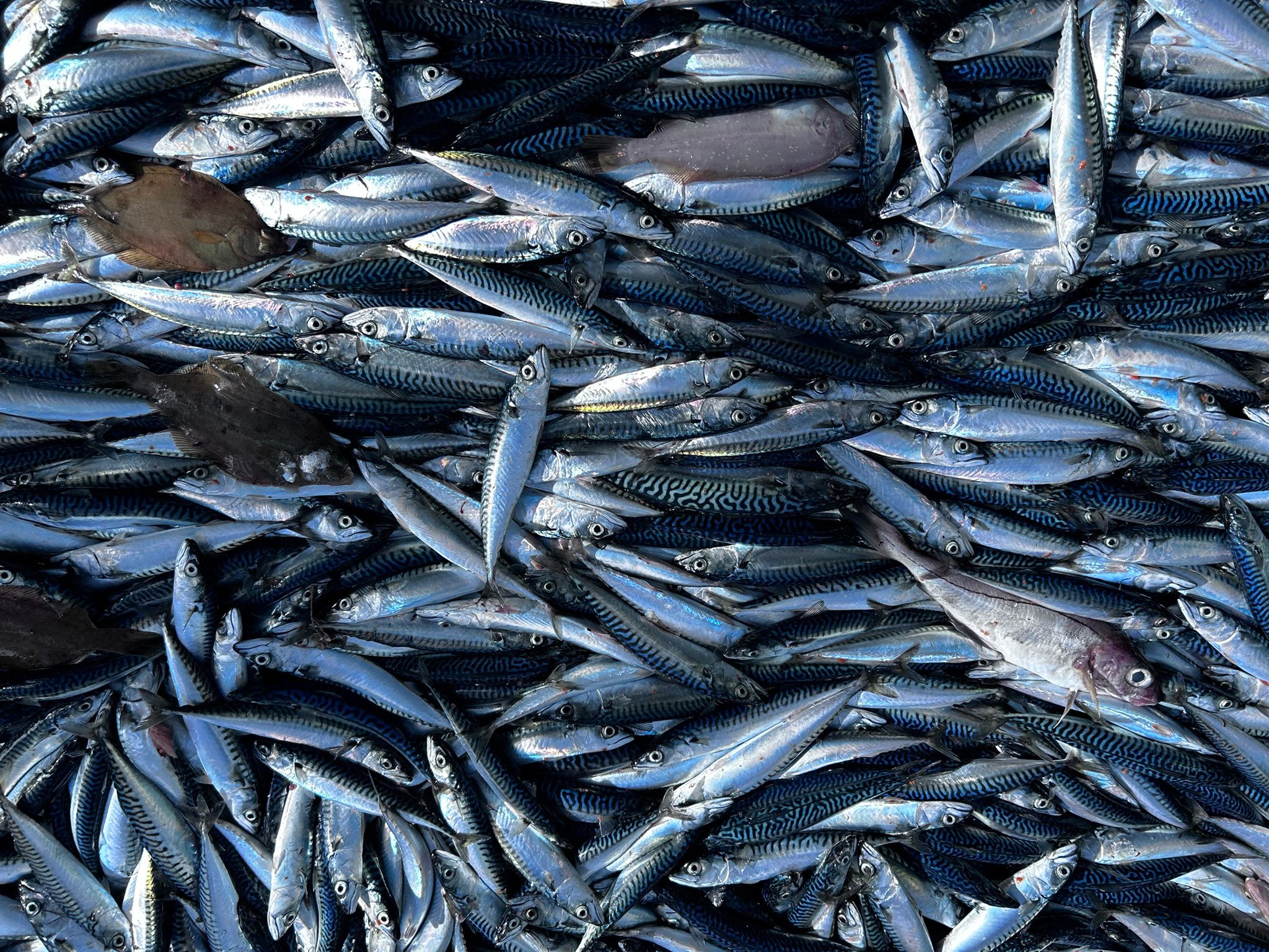 Figur 2.10 Makrell i Nordsjøen.