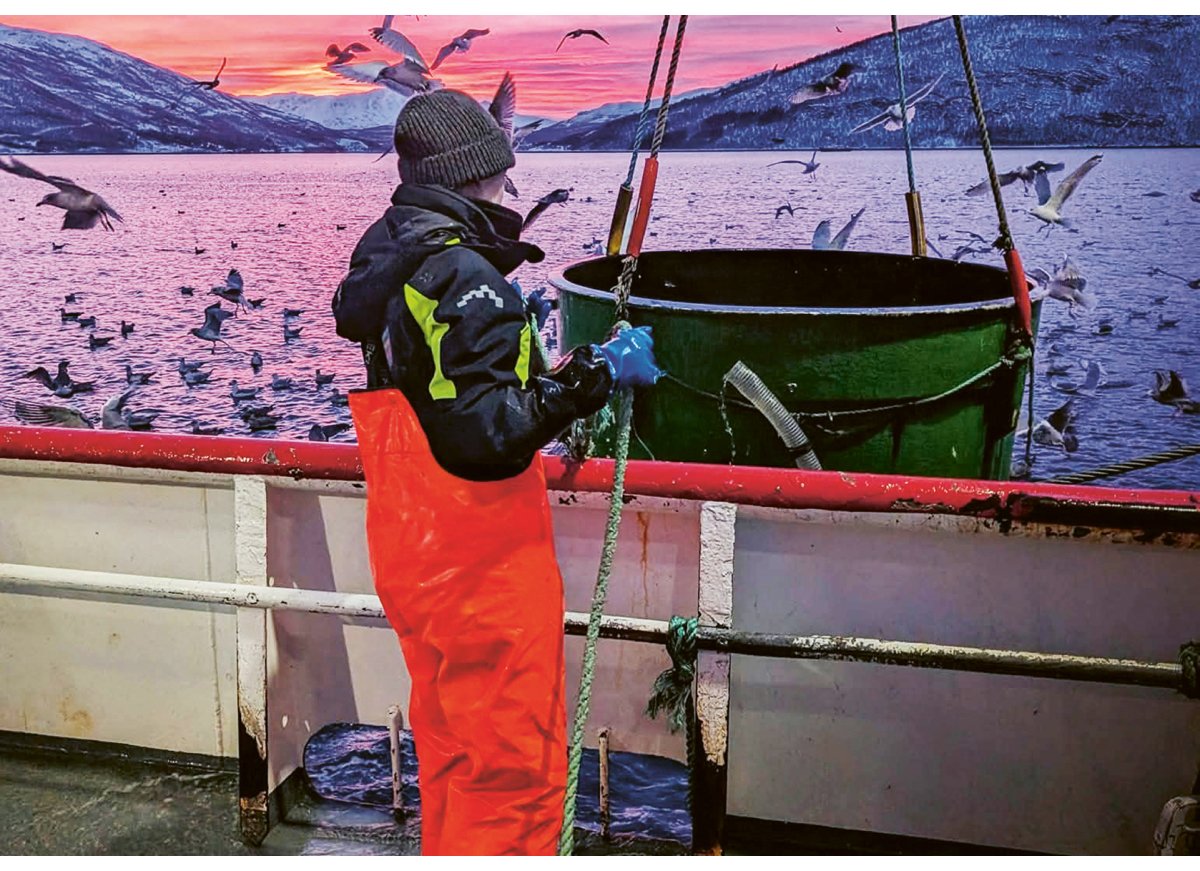 Figur 3.6 Sildemerking under eit av sildemerketokta til Havforskingsinstituttet. 