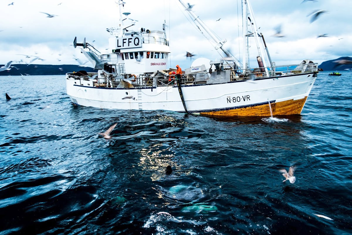 Figur 3.7 Sildefiske på Kvænangen.