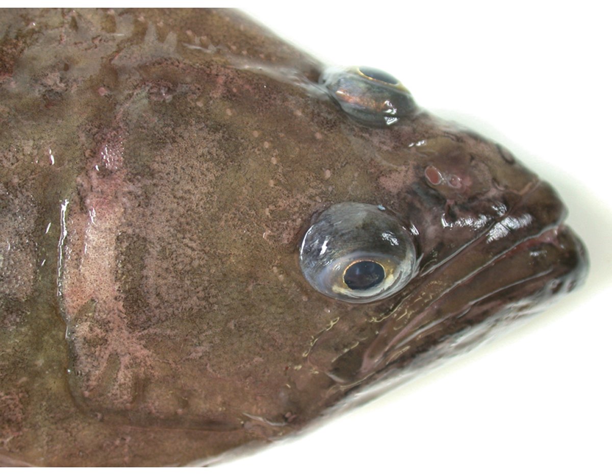 Figur 4.14 Blåkveite