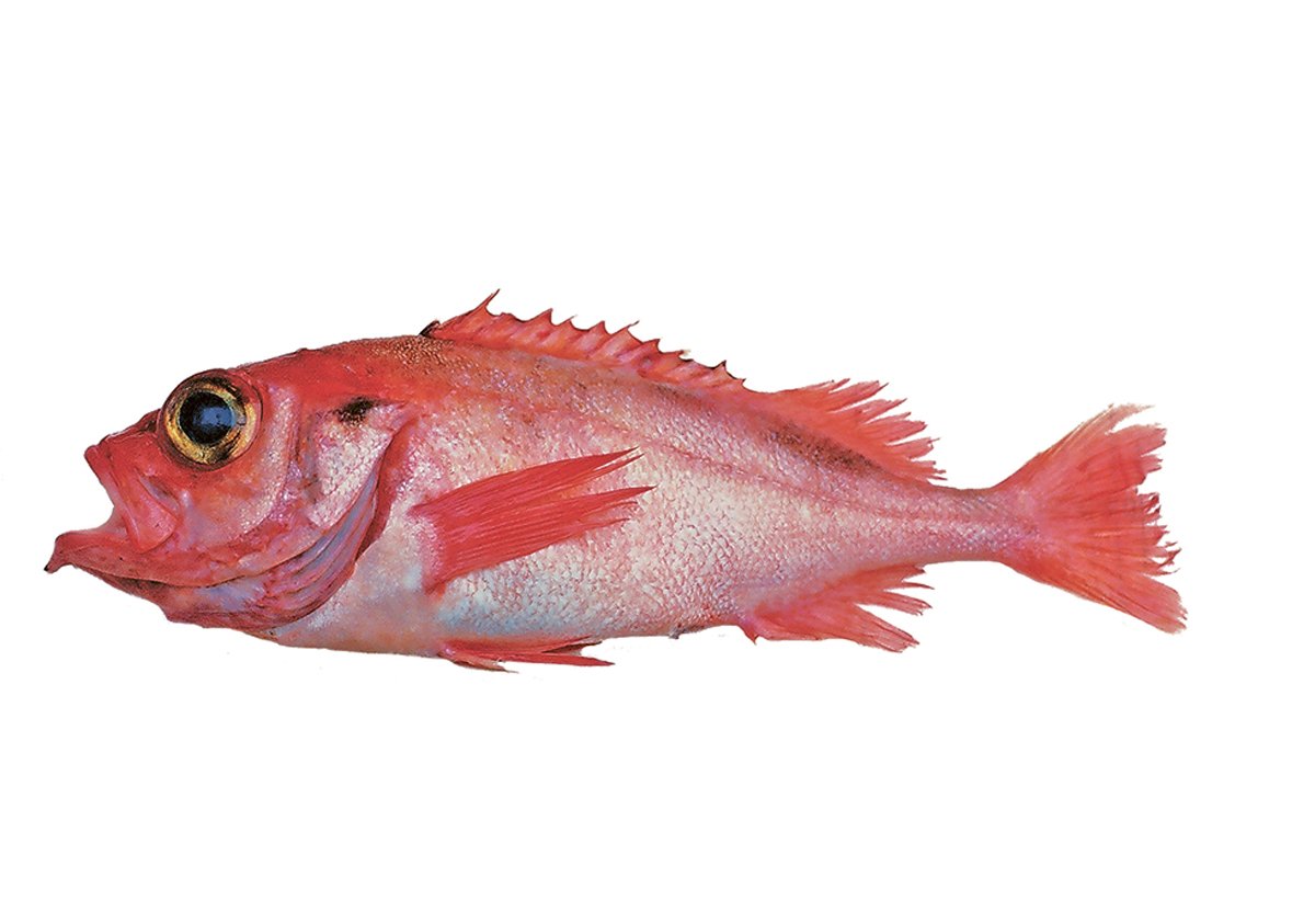 Figur 4.17 Snabeluer