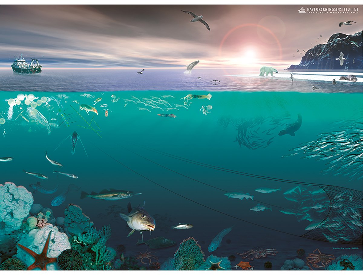 Figur 4.2 Økosystemet i Barentshavet.
