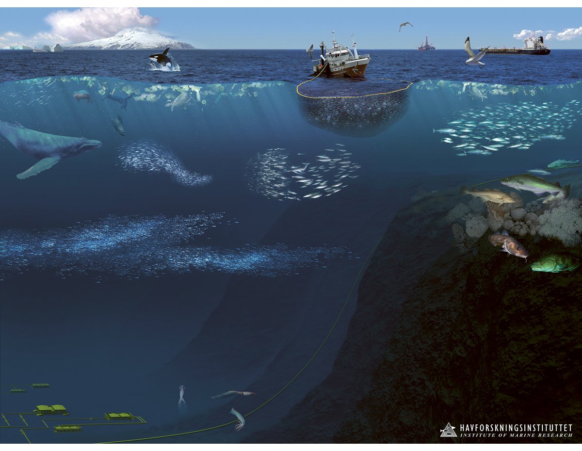 Figur 4.24 Økosystemet i Norskehavet.
