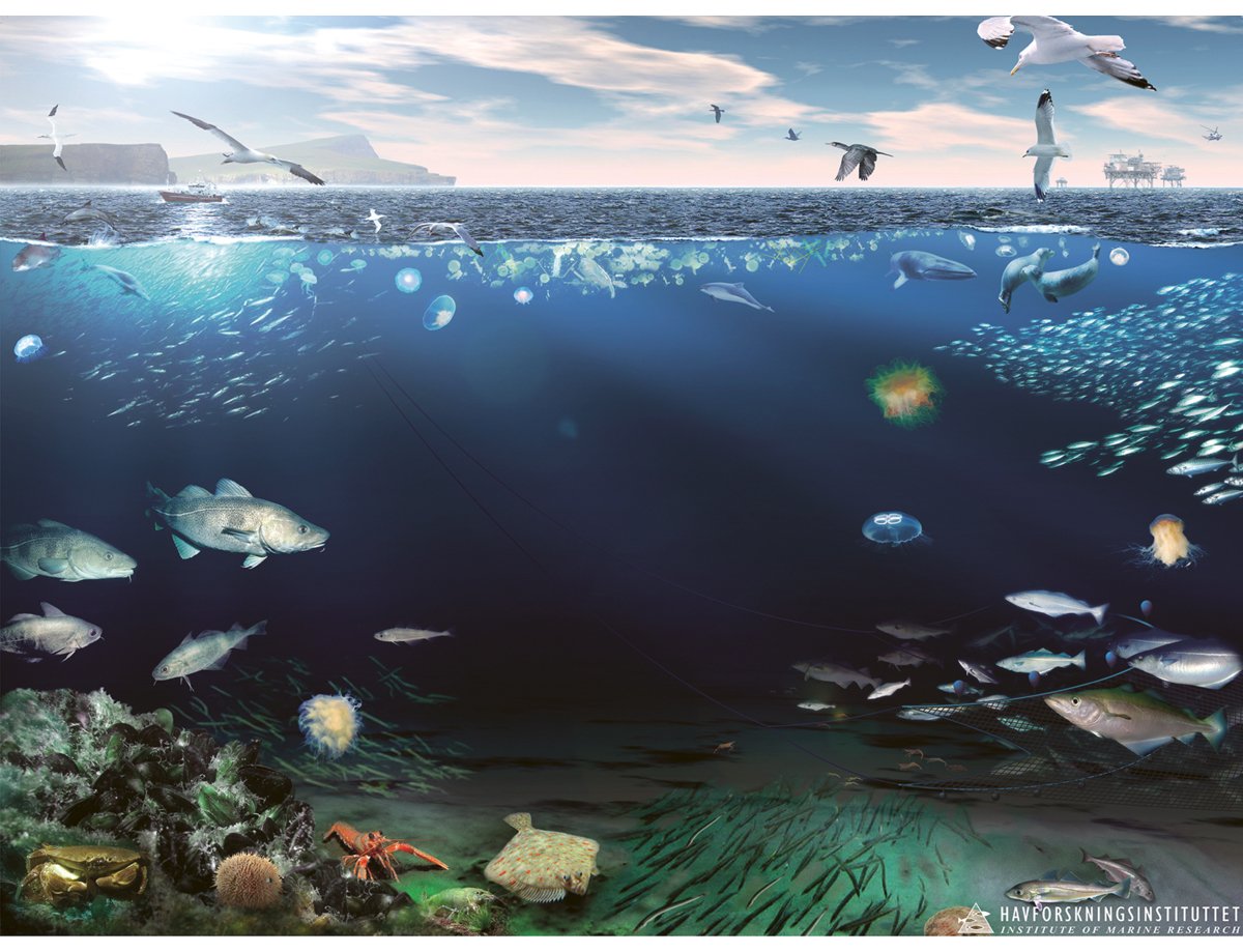 Figur 4.36 Økosystemet i Nordsjøen og Skagerrak.