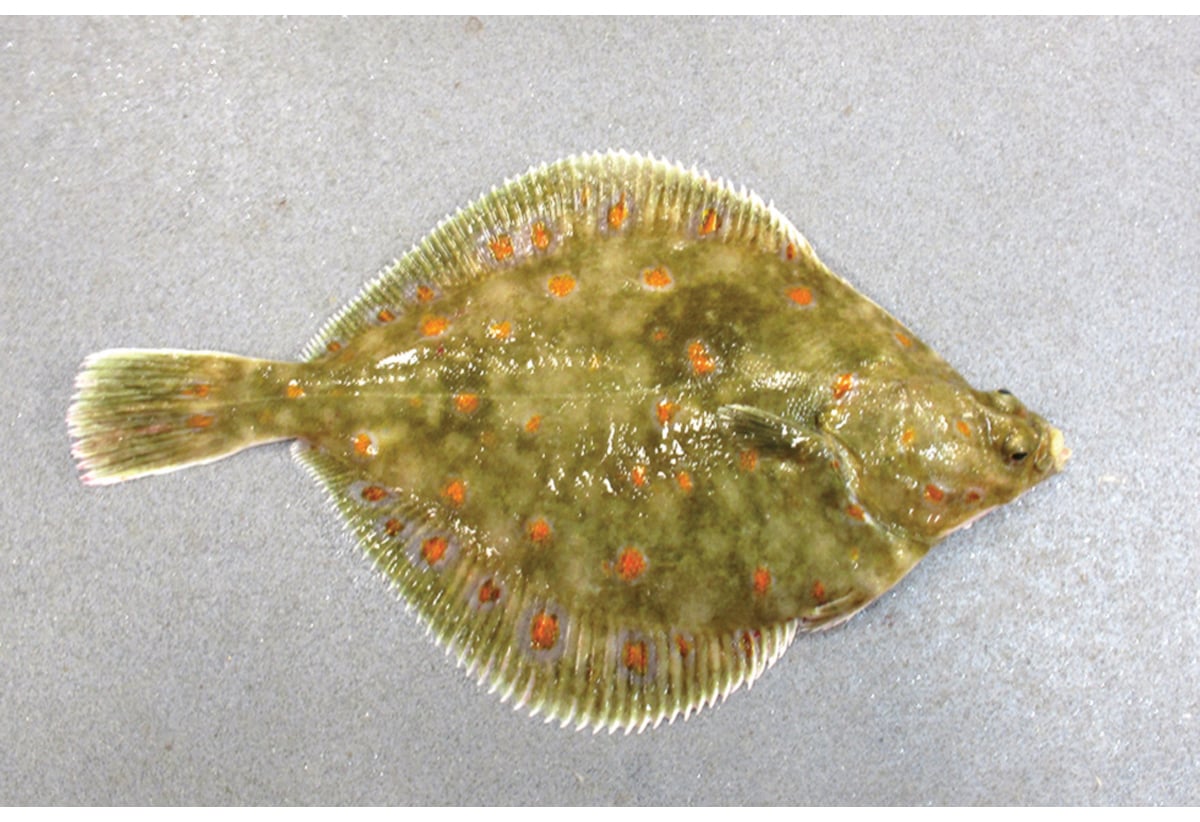 Figur 4.54 Raudspette