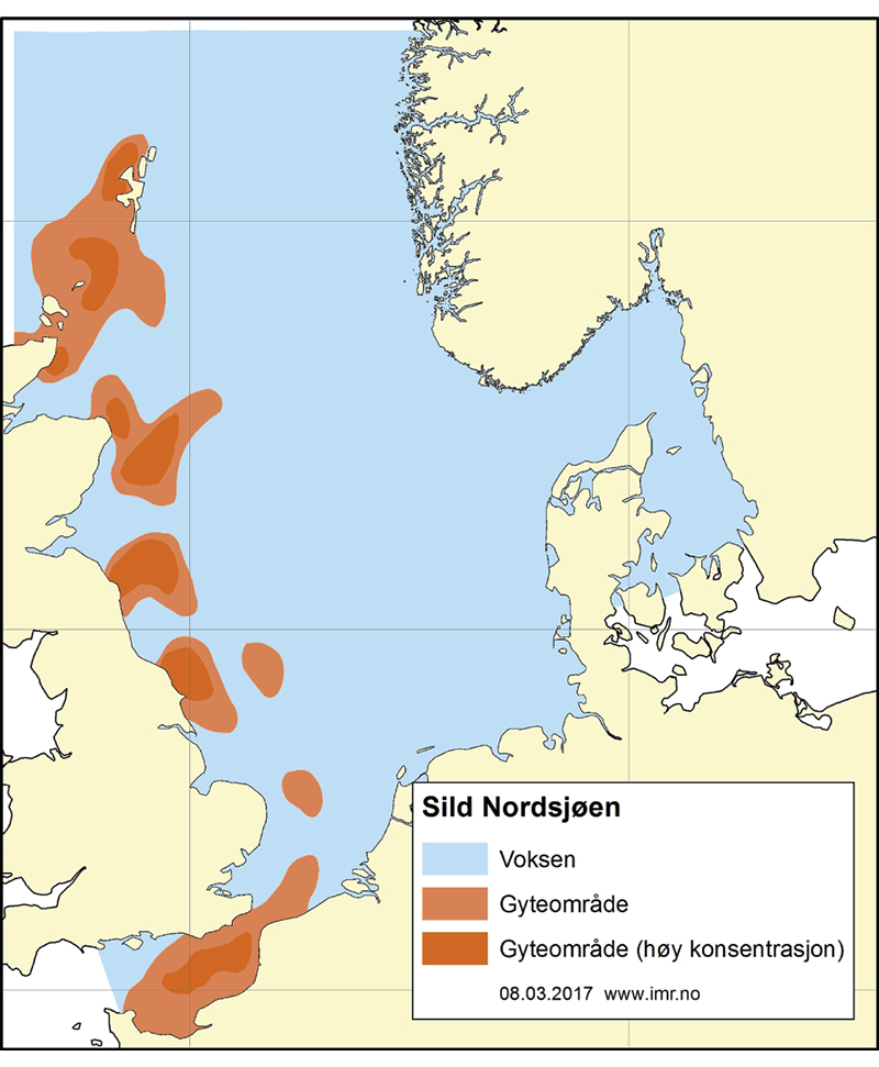 Figur 4.38 Utbreiingsområde og gyteområde for nordsjøsild