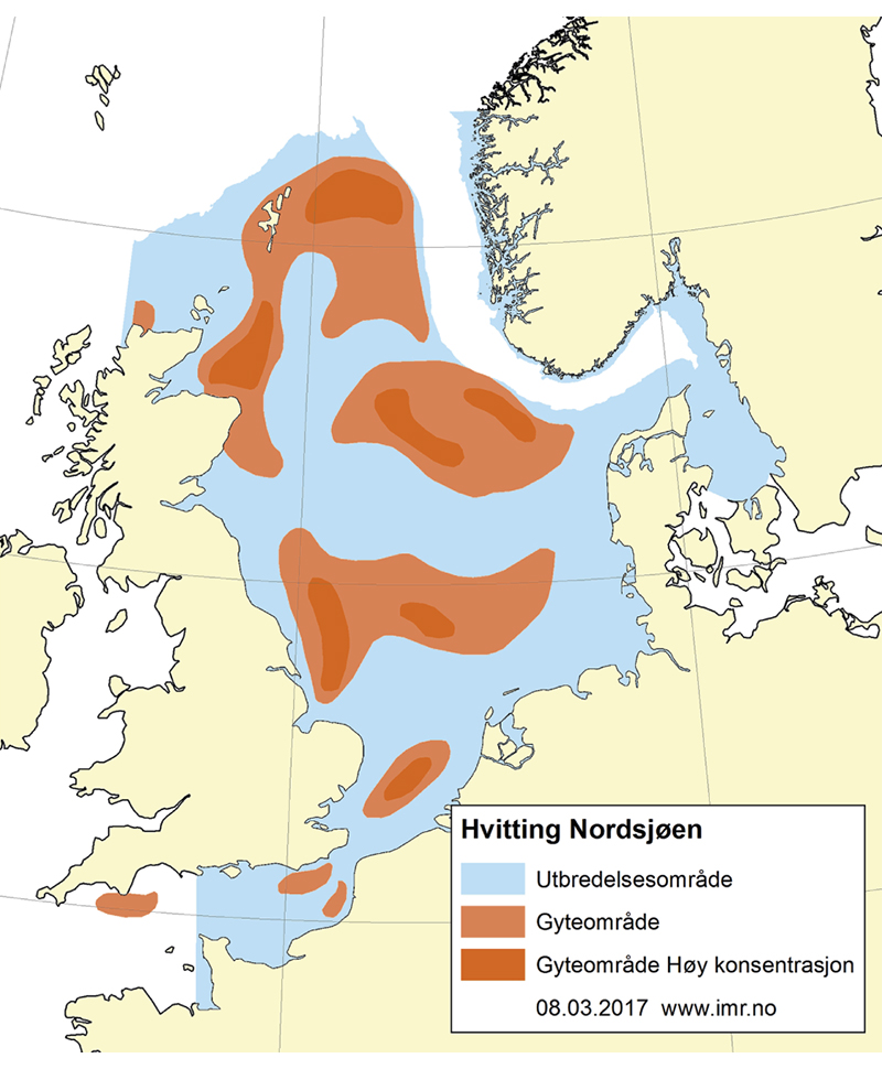 Figur 4.50 Utbreiingsområde og gyteområde for kviting i Nordsjøen og austdelen av Den engelske kanalen
