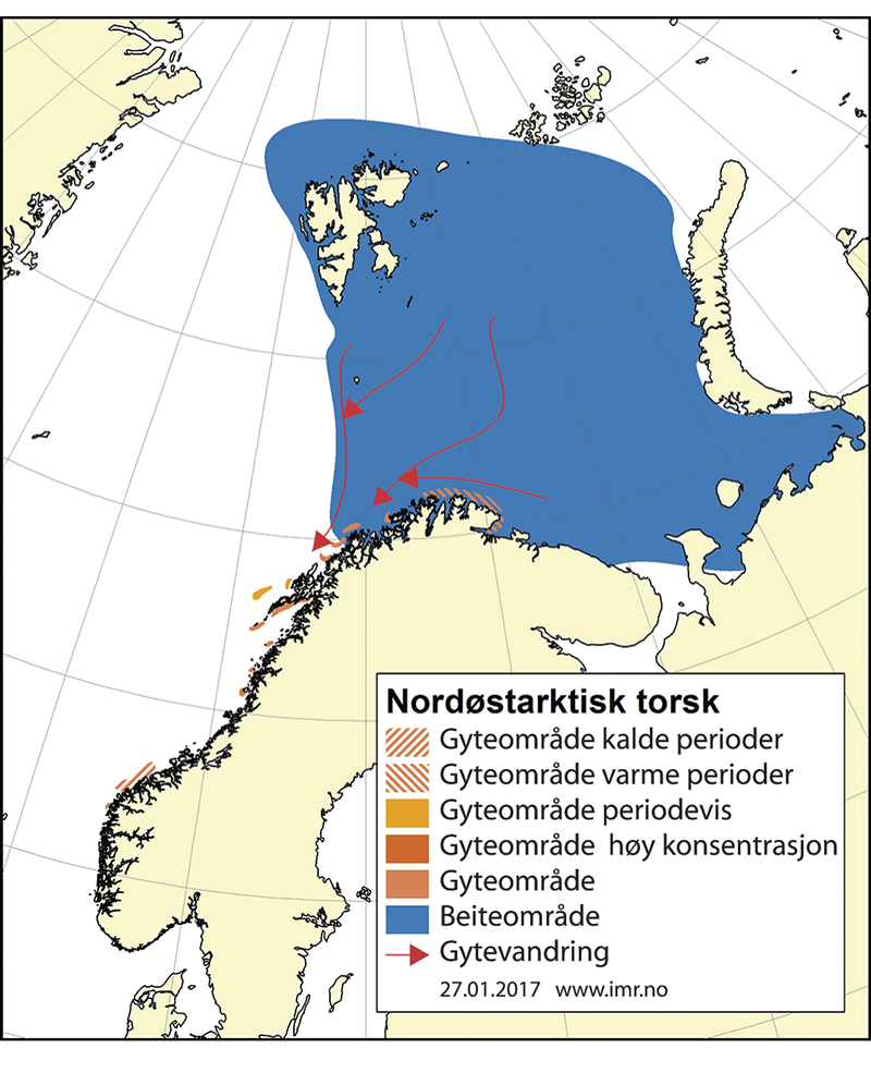 Figur 4.6 Utbreiingsområde og gyteområde for nordaustarktisk torsk