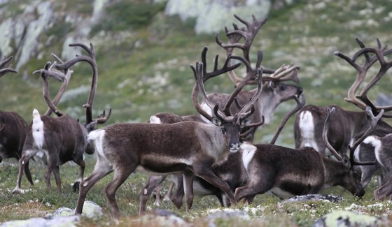 En flokk med villrein i fjellandskap